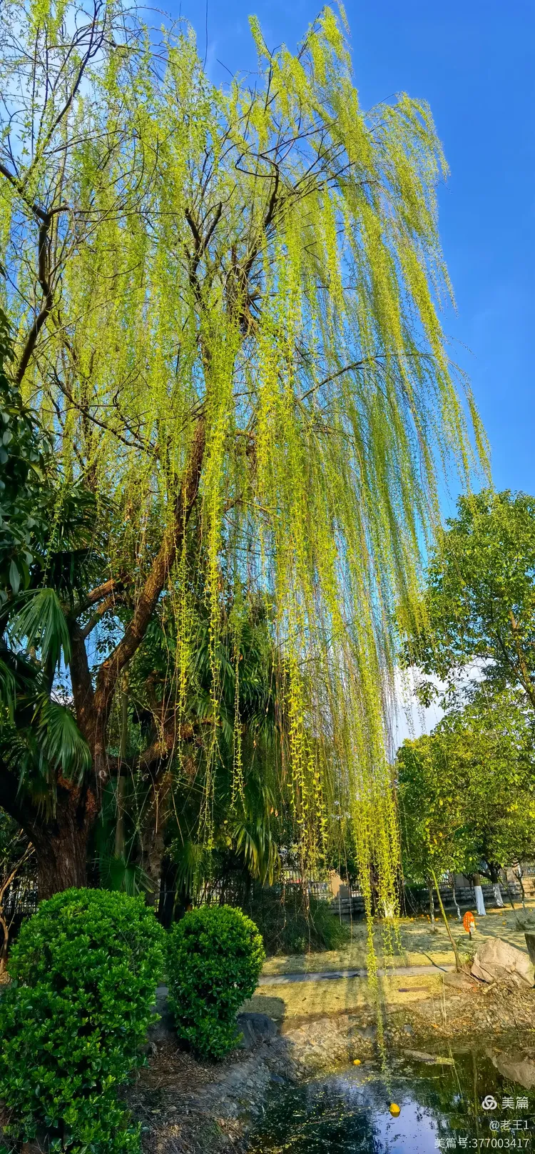 春天里.柳树发芽啦!